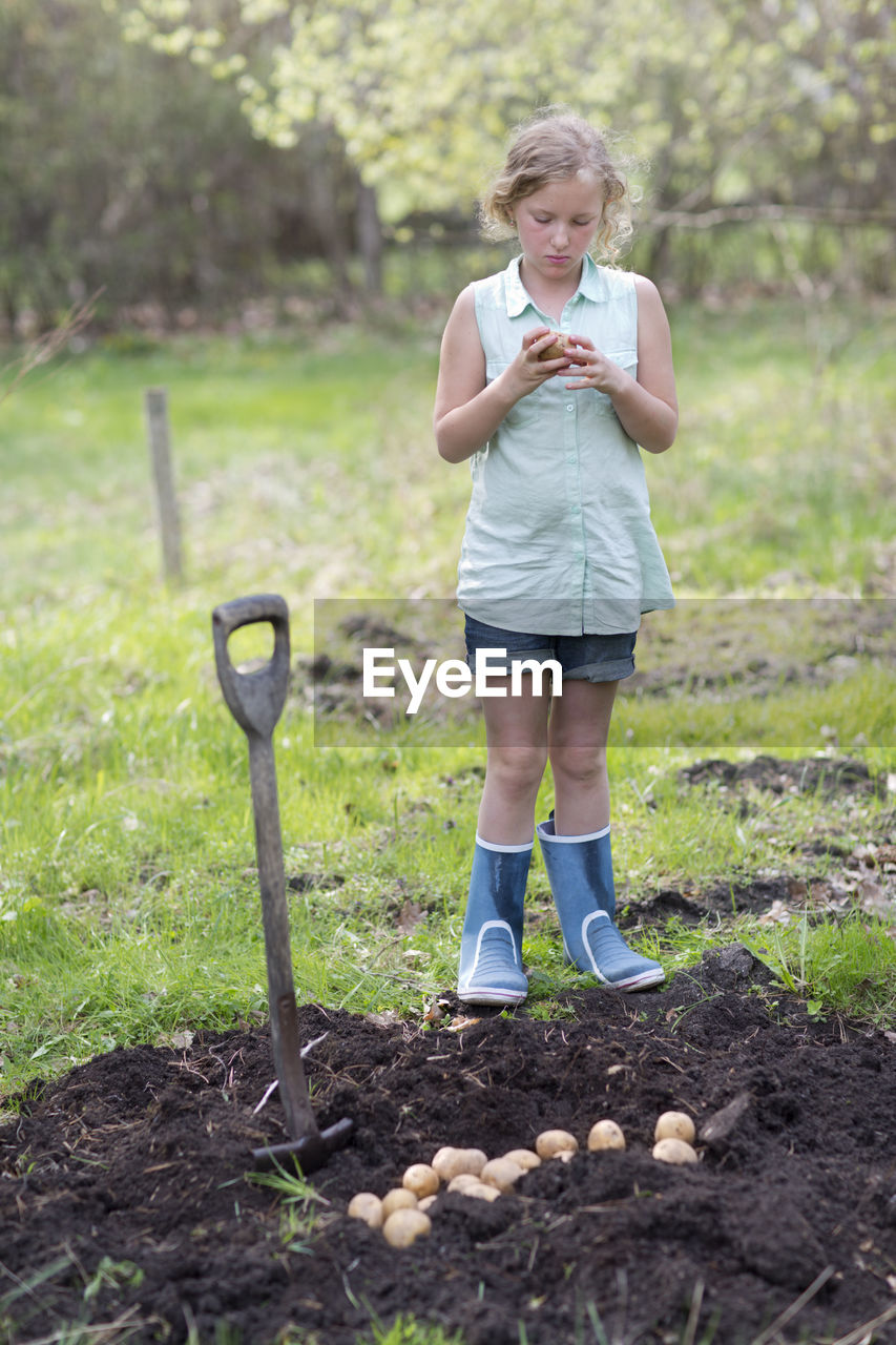 Girl planting potatoes, sweden