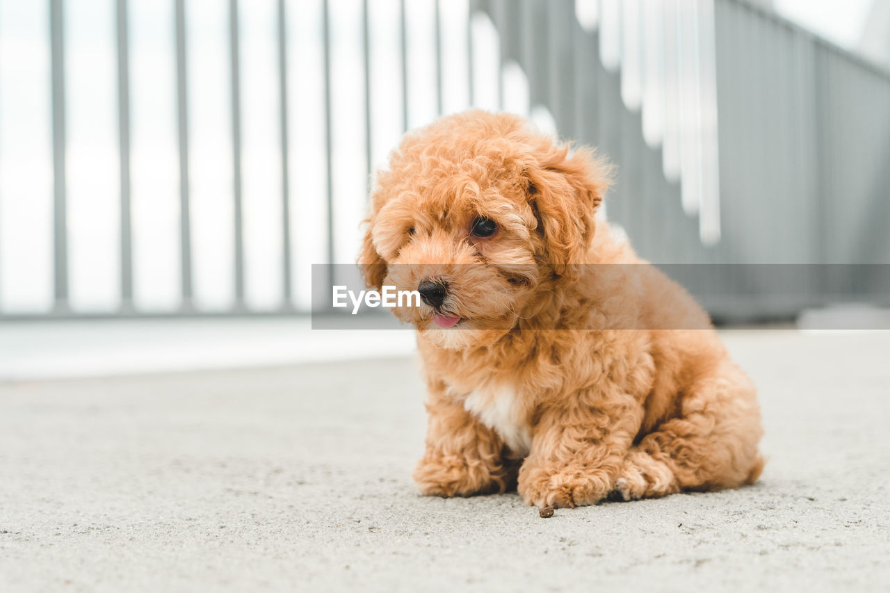 Brown puppy poodle sitting on the street