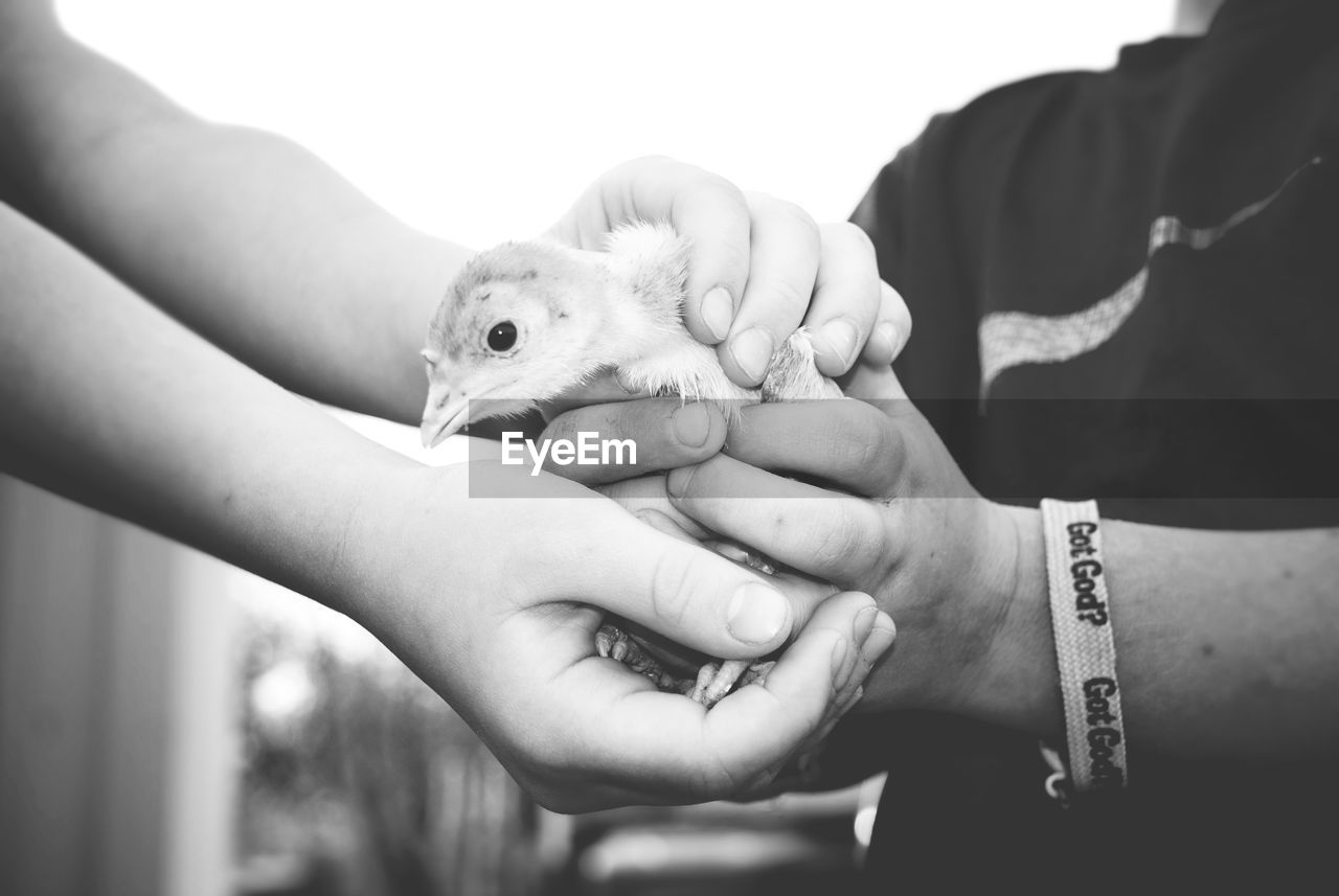 Children meet baby turkey