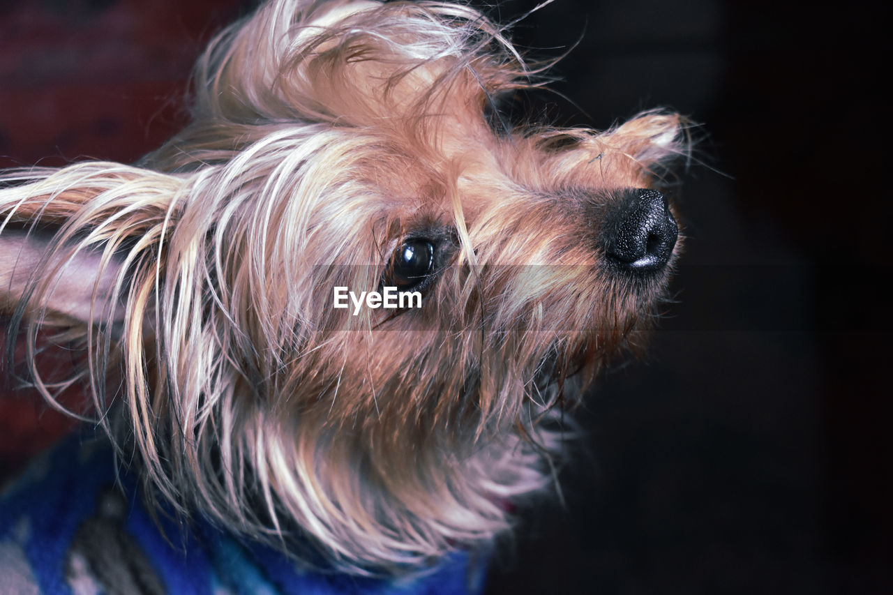 CLOSE-UP OF A DOG WITH EYES