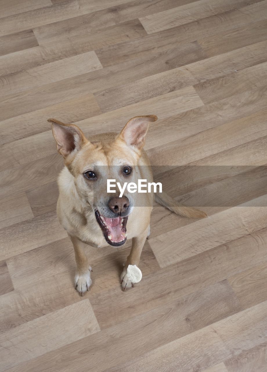 High angle portrait of dog sitting on hardwood floor