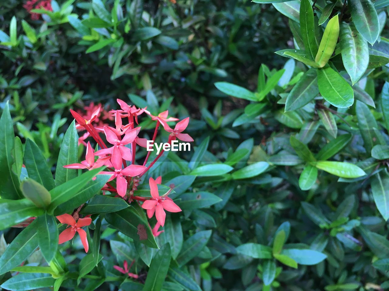 CLOSE-UP OF RED FLOWER BLOOMING OUTDOORS