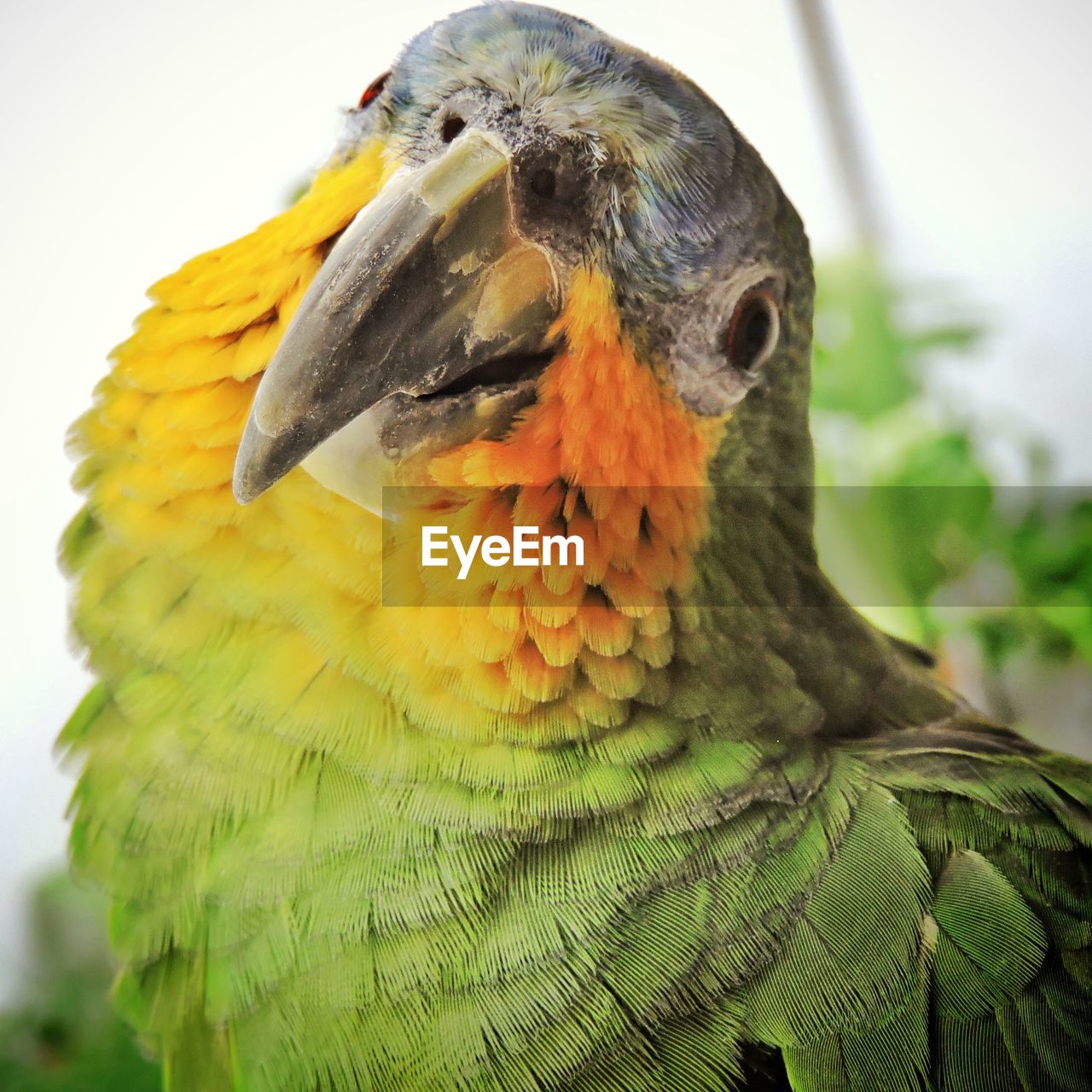 Close-up portrait of amazon parrot