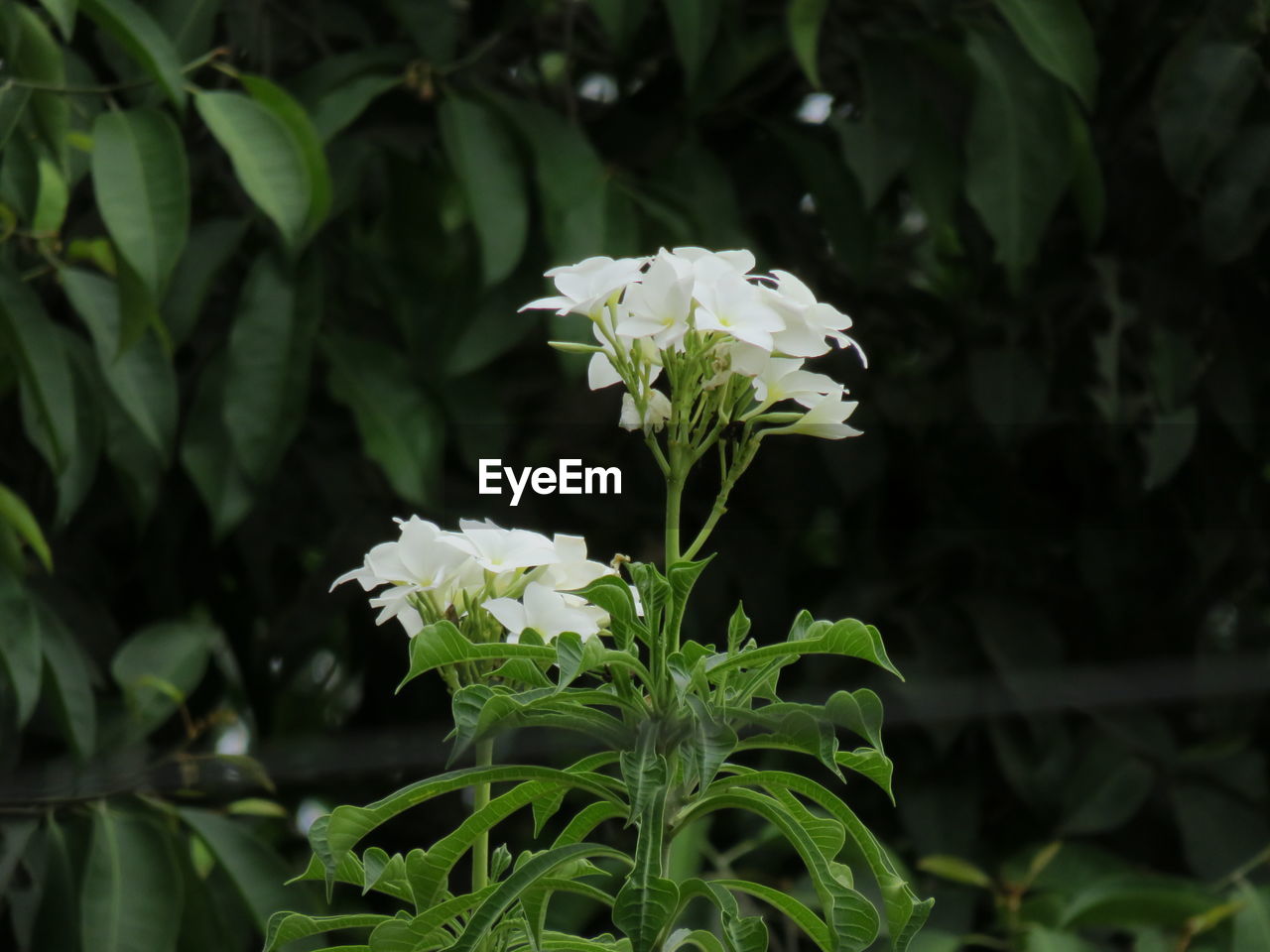 CLOSE-UP OF WHITE FLOWERING PLANT AGAINST GREEN LEAVES