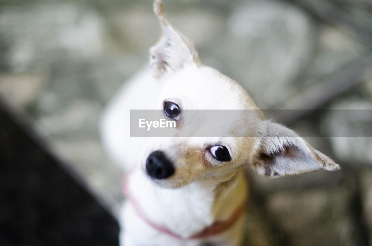 one animal, animal themes, animal, dog, pet, mammal, domestic animals, canine, chihuahua, lap dog, portrait, cute, no people, looking at camera, young animal, focus on foreground, close-up, white, looking, animal body part, puppy, day