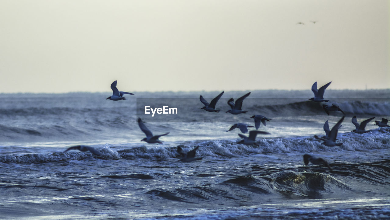 seagulls flying over sea against sky