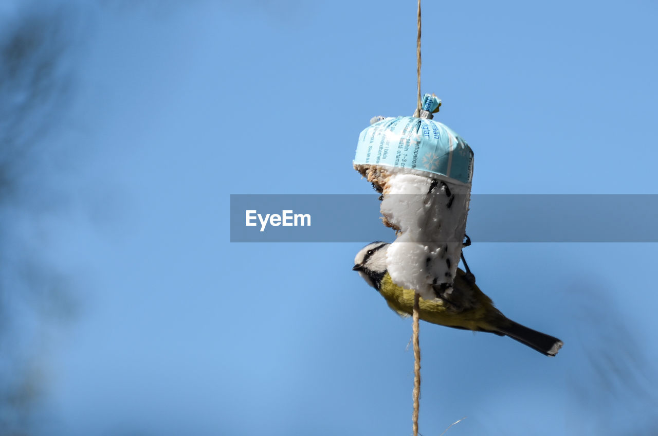 Low angle view of a bird against sky