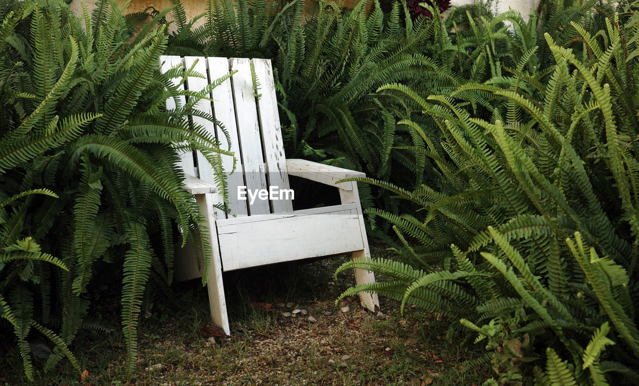 An empty white wooden chair in garden of ferns