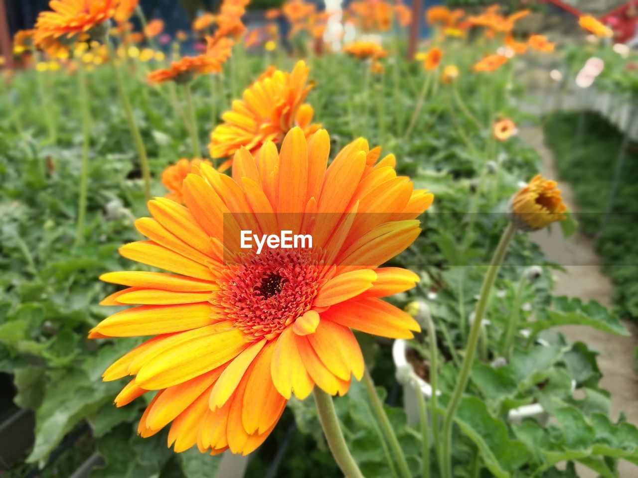 CLOSE-UP OF FRESH ORANGE MARIGOLD BLOOMING IN FIELD