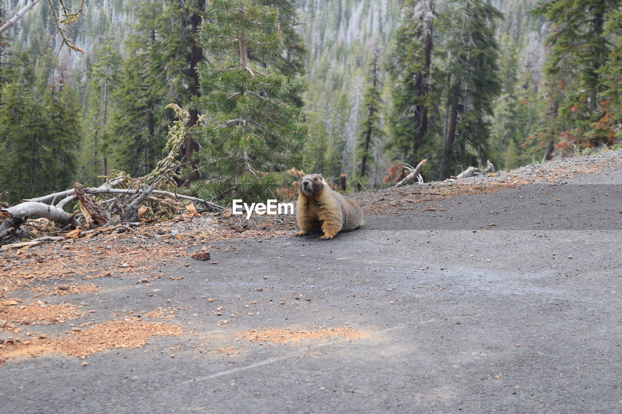 Marmot on road against trees at forest