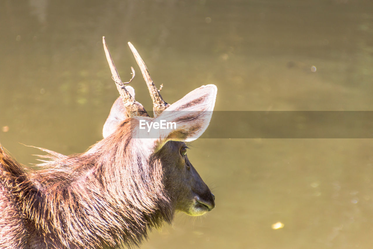 Close-up of animal standing against lake