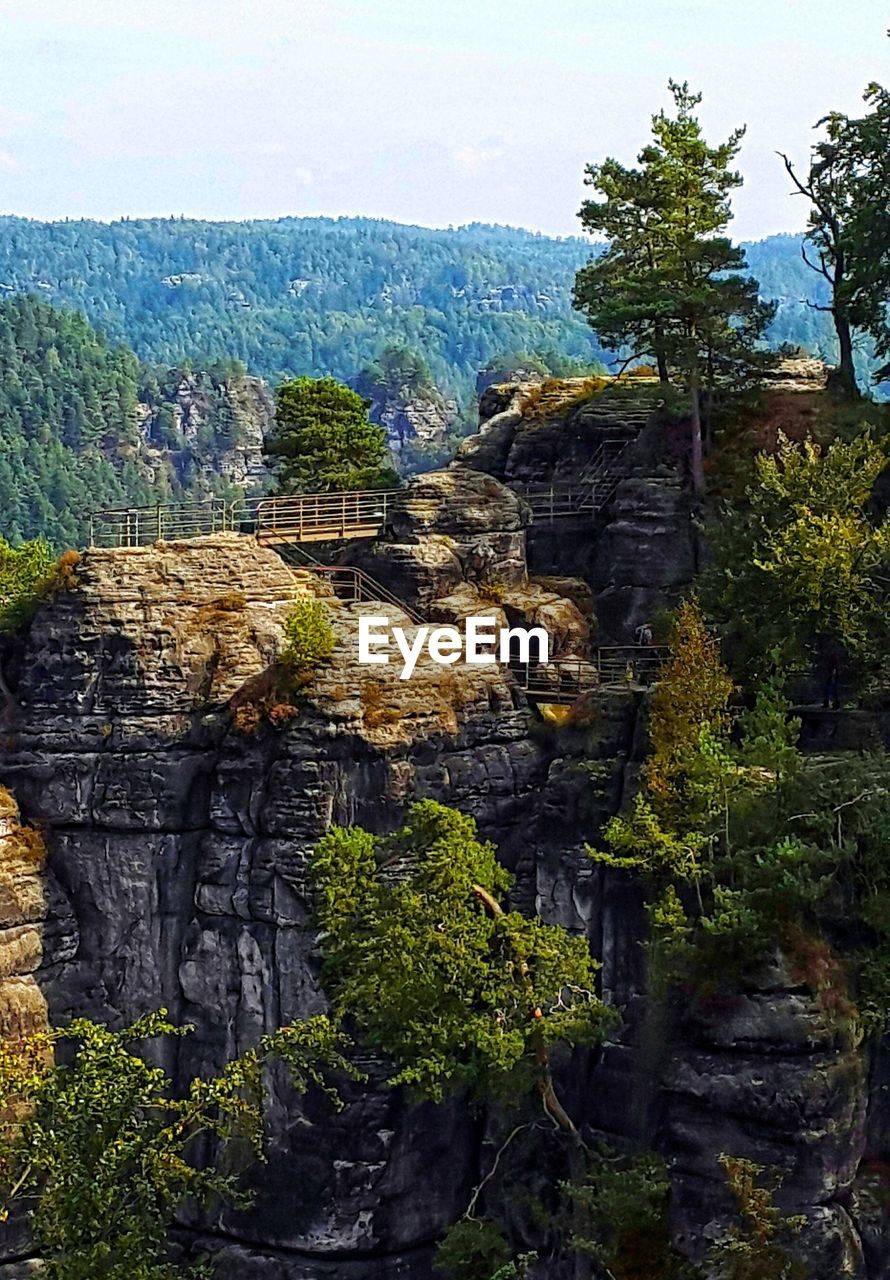 VIEW OF PLANTS GROWING ON ROCK