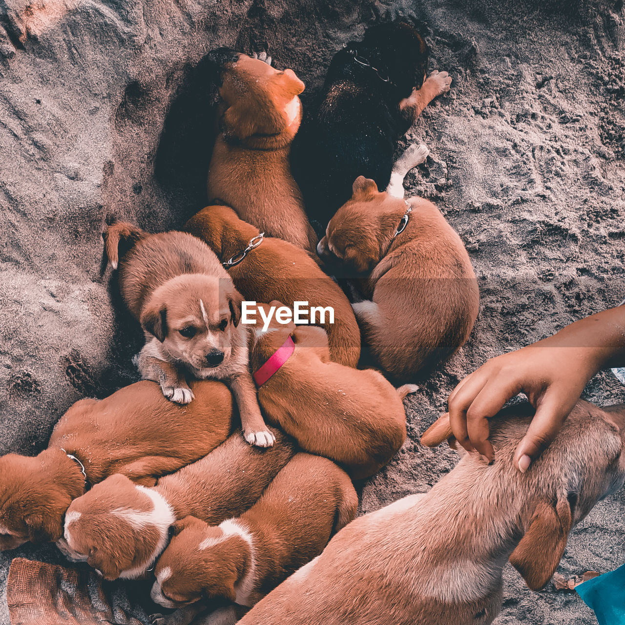 HIGH ANGLE VIEW OF DOGS RELAXING ON HANDS