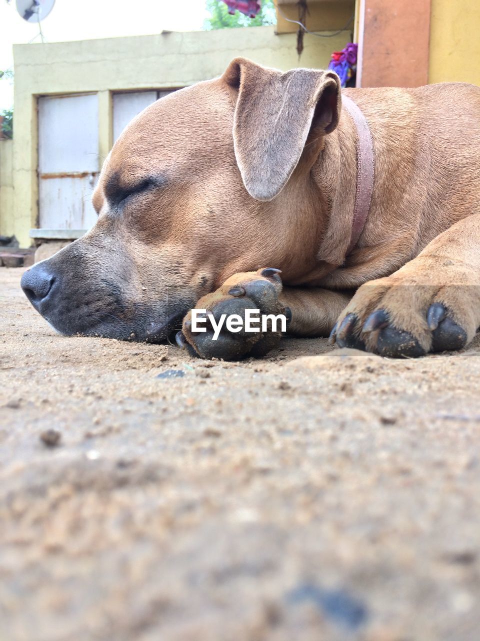 Close-up of a dog sleeping on street