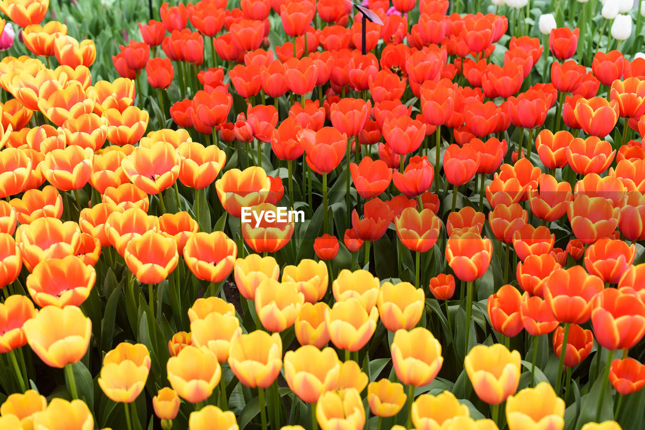 Full frame shot of orange tulips blooming on field