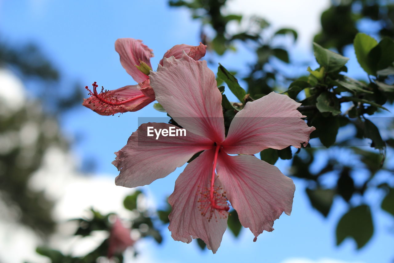 Close-up of hibiscus blooming against sky