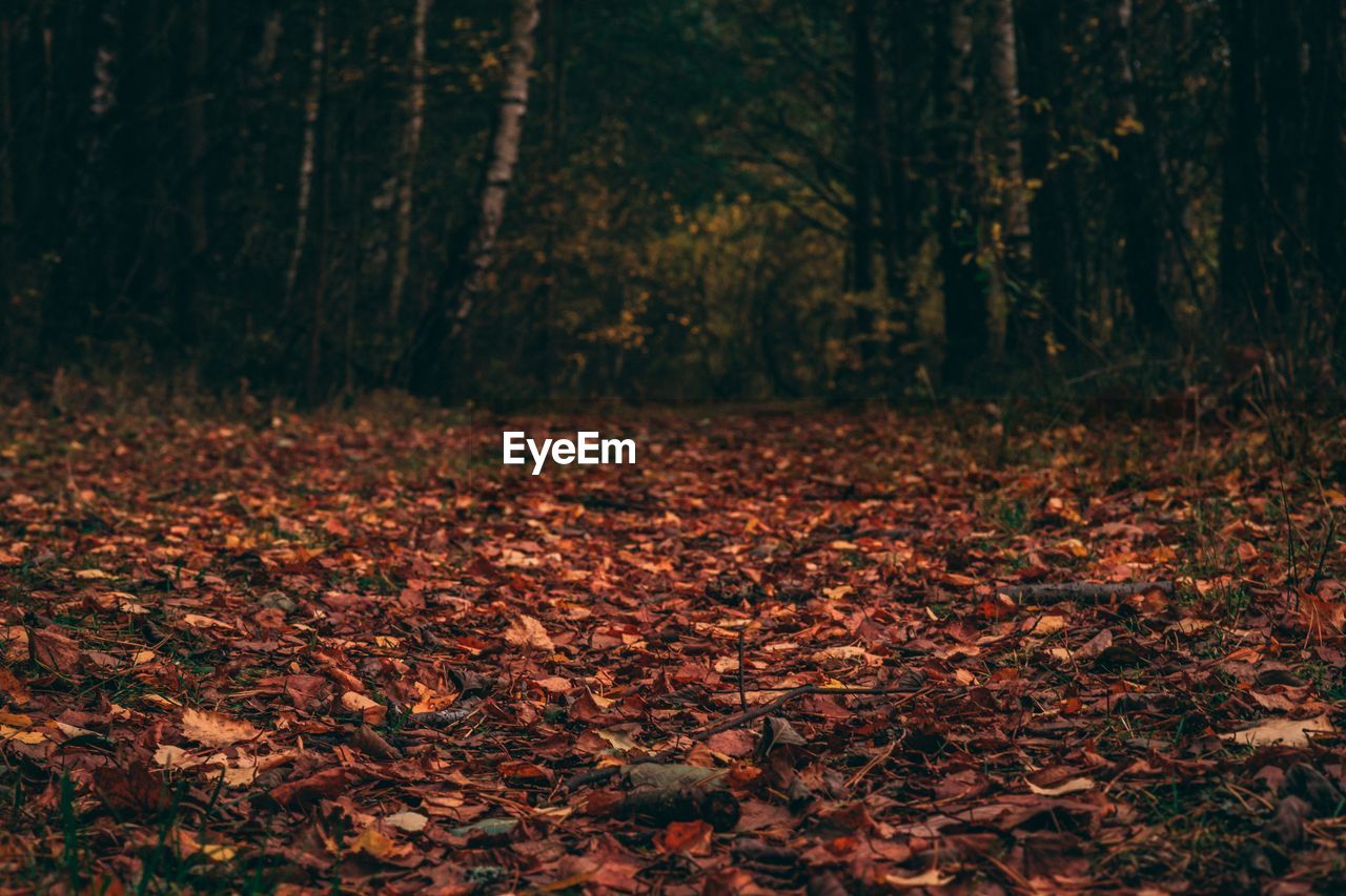 Autumn leaves on trees in forest