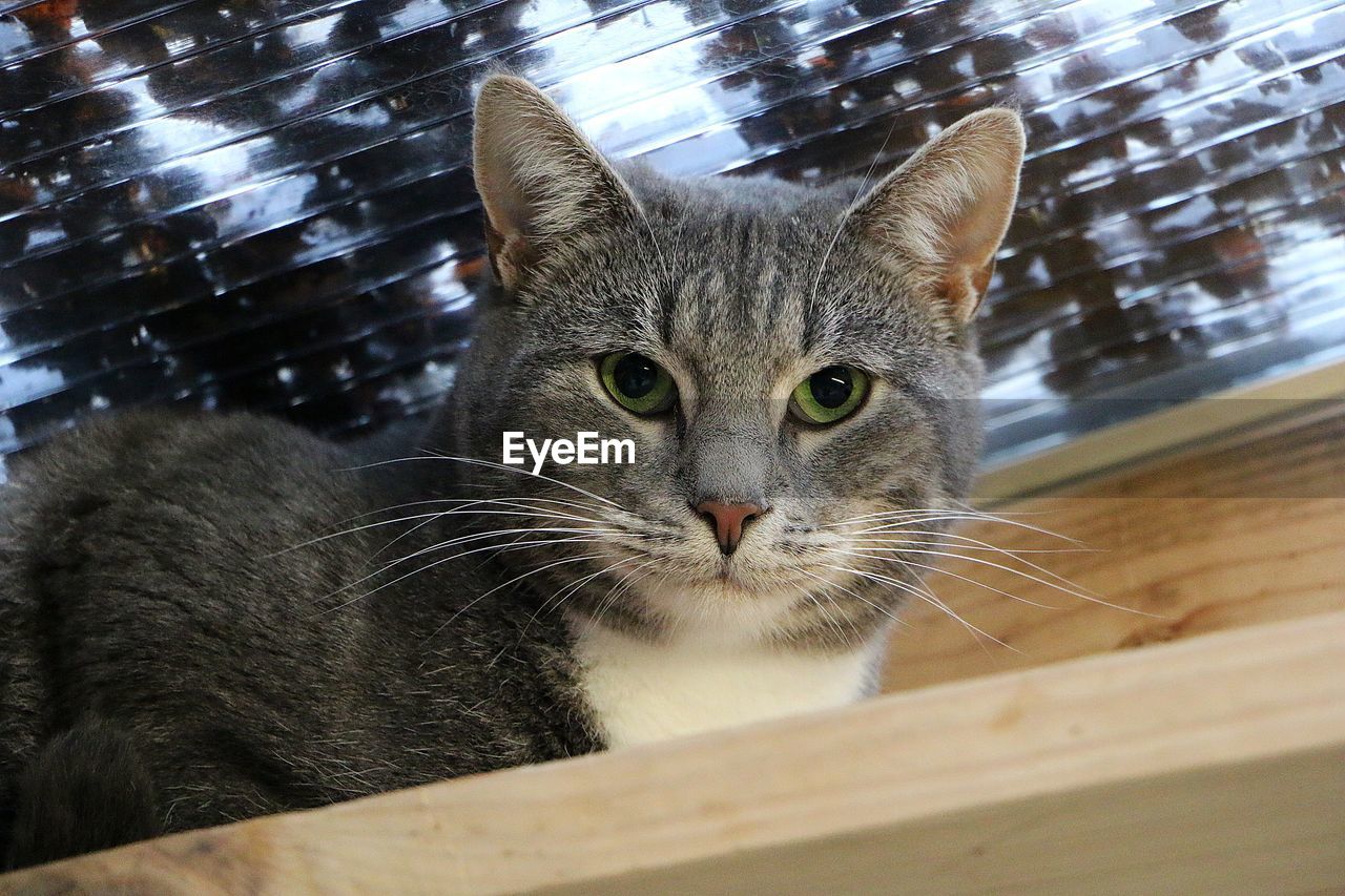 CLOSE-UP PORTRAIT OF TABBY CAT ON WOODEN FLOOR