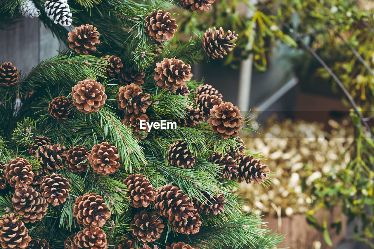 Simple christmas decoration in a street shop. pine branches with natural and painted pine cones