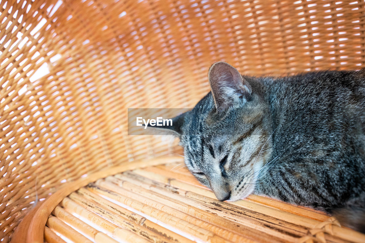CLOSE-UP OF A CAT RESTING IN BASKET