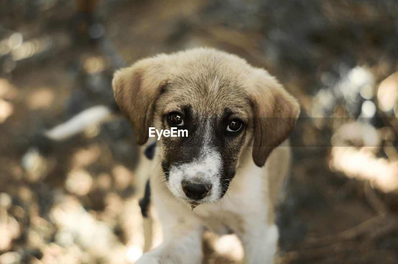 Close-up portrait of dog