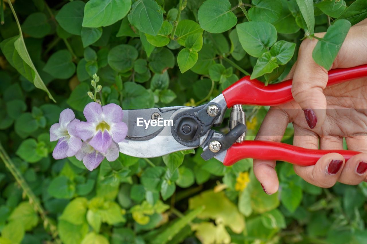 Cropped hand of woman cutting leaves with pliers