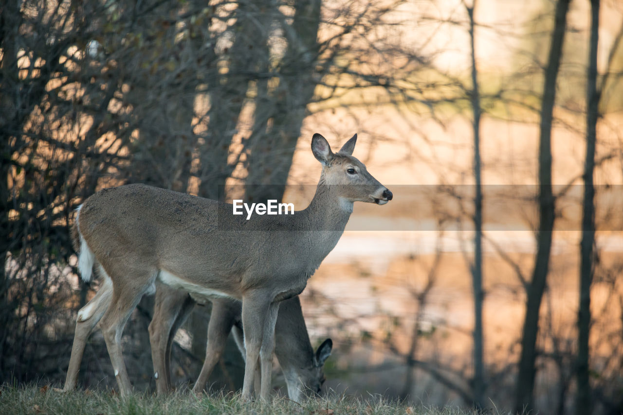 close-up of deer on field