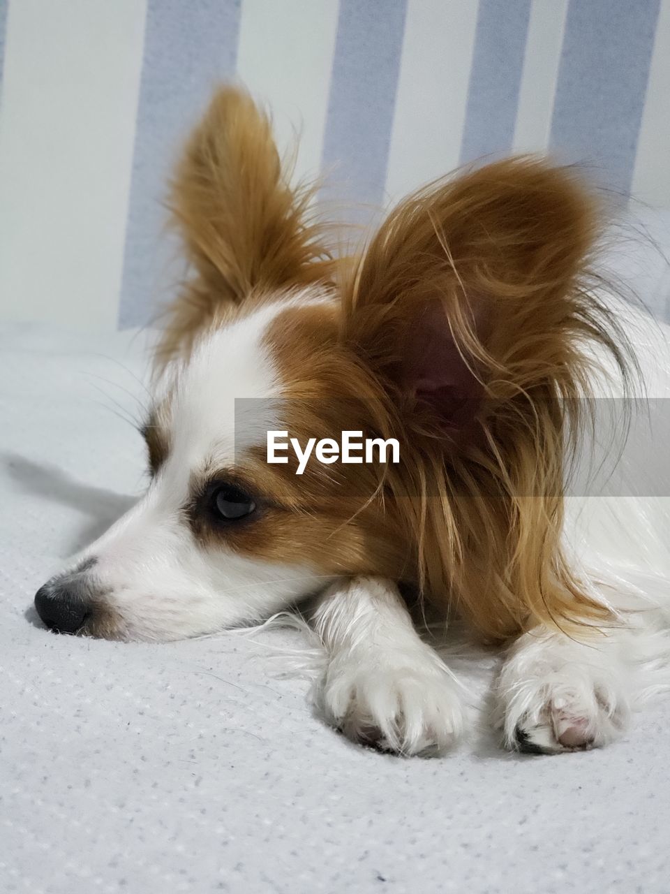 CLOSE-UP OF A DOG LYING DOWN