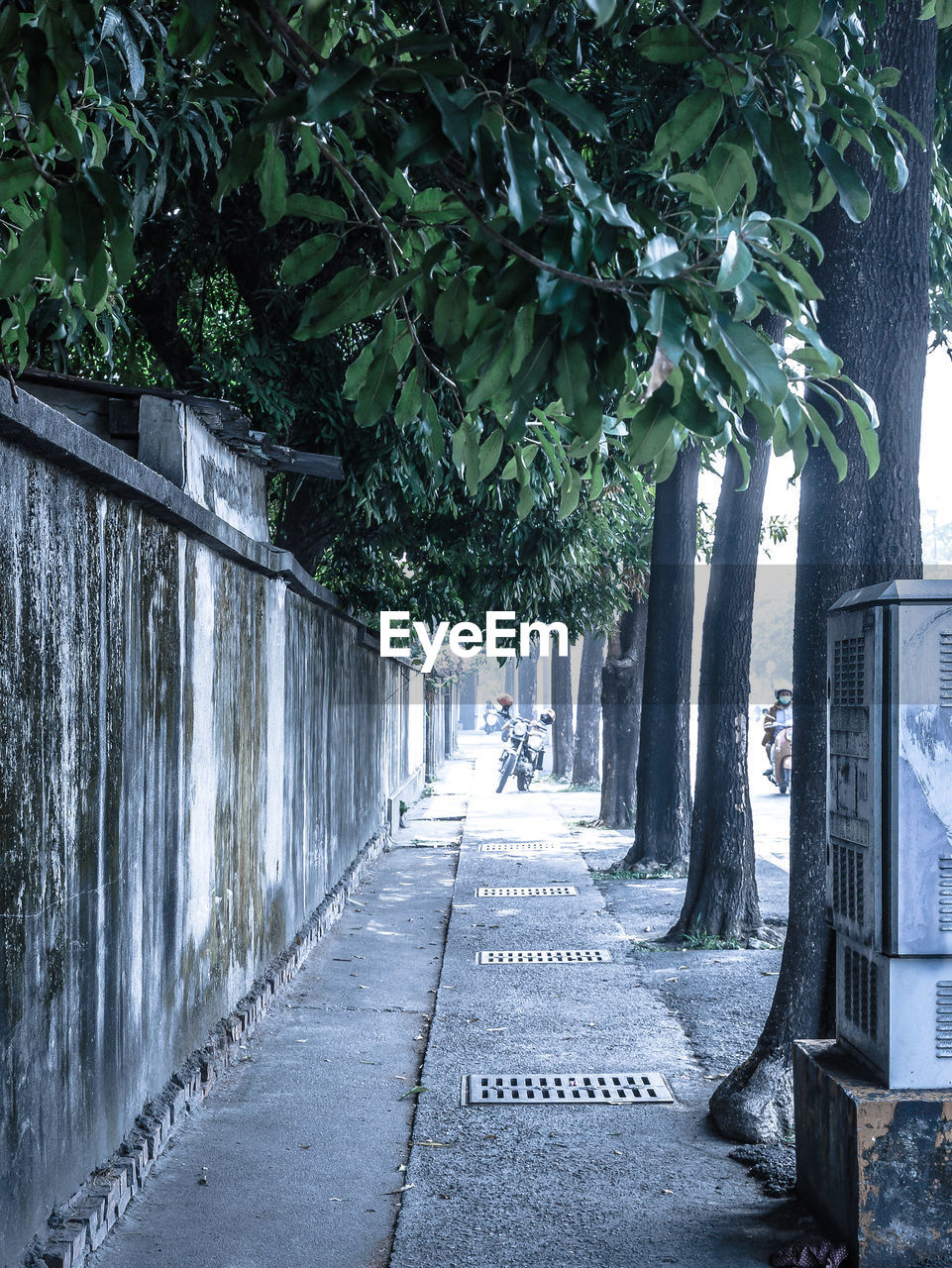 Empty road along trees in city