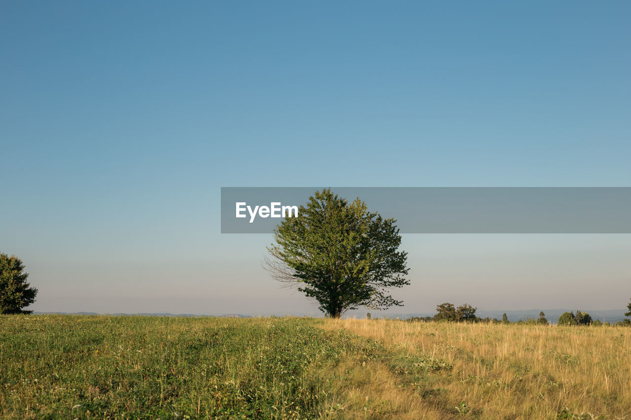 Tree on field against clear sky