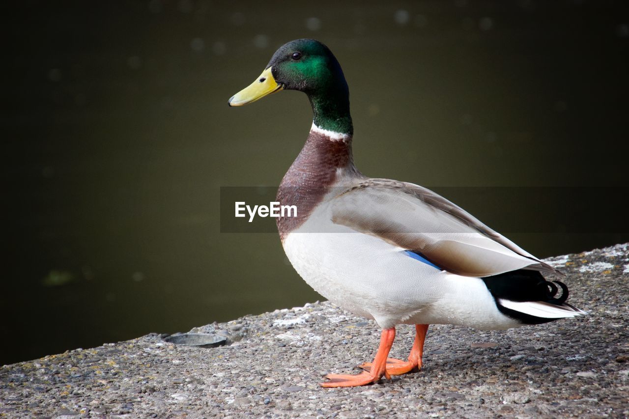 CLOSE-UP OF MALLARD DUCK