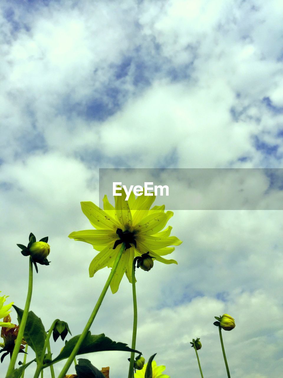 Close-up low angle view of flowers against clouds