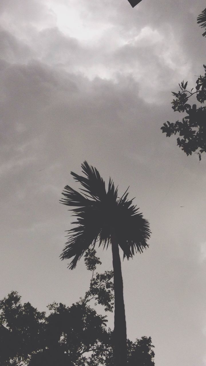 LOW ANGLE VIEW OF PALM TREES AGAINST SKY