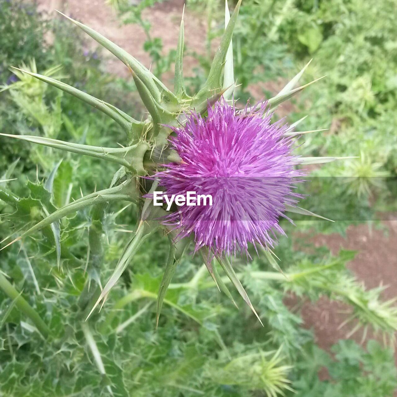 Close-up of pink thistle flower