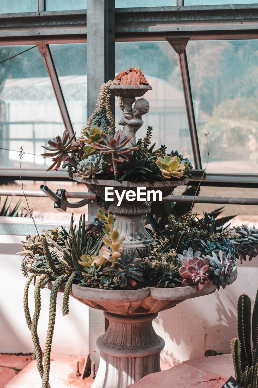 CLOSE-UP OF POTTED PLANTS IN WINDOW