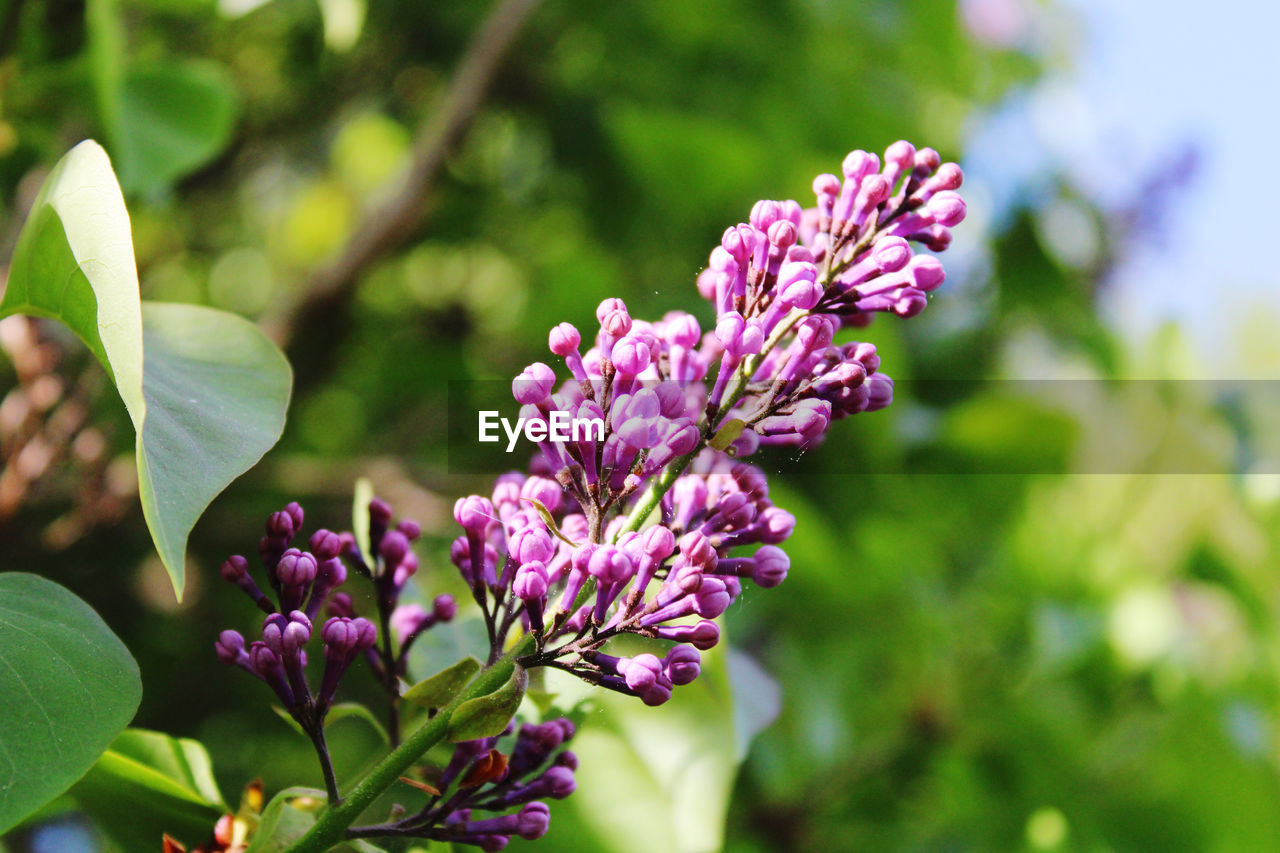 plant, flower, flowering plant, beauty in nature, lilac, freshness, blossom, nature, plant part, leaf, close-up, purple, pink, growth, shrub, fragility, food and drink, food, springtime, tree, wildflower, focus on foreground, flower head, no people, outdoors, inflorescence, botany, macro photography, environment, petal, green, summer, healthy eating, branch, scented, garden, fruit, multi colored, day