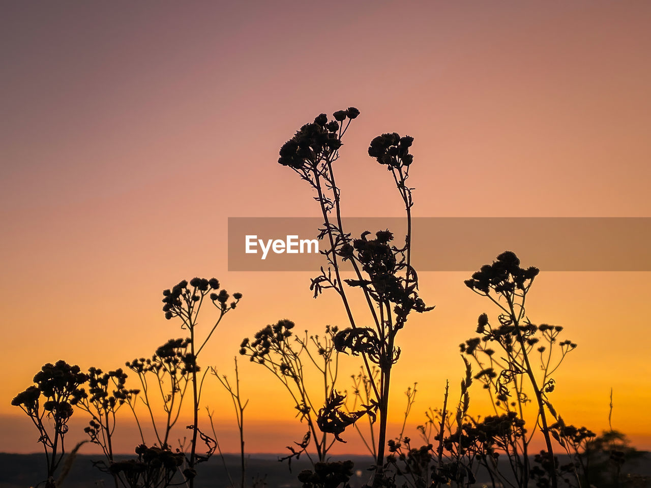 sunset, sky, plant, nature, silhouette, beauty in nature, landscape, horizon, savanna, scenics - nature, orange color, environment, no people, tranquility, land, sun, dusk, field, outdoors, twilight, tranquil scene, sunlight, prairie, flower, dramatic sky, evening, rural scene, non-urban scene, back lit, copy space, tree, yellow, travel destinations, vibrant color, afterglow, idyllic, grass, romantic sky, growth, flowering plant