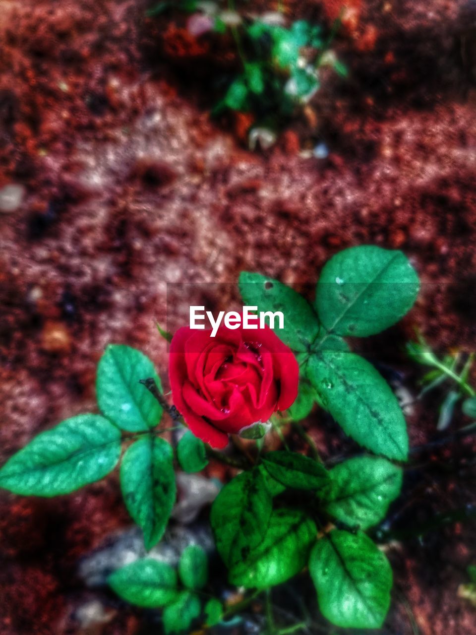 CLOSE-UP OF RED ROSE ON PLANT