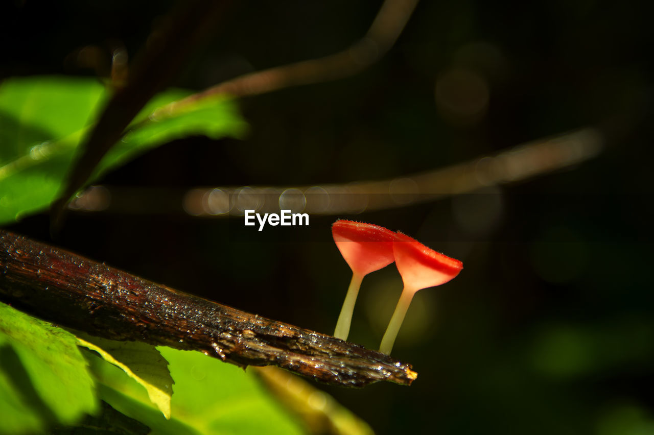 CLOSE-UP OF RED ROSE ON LEAF