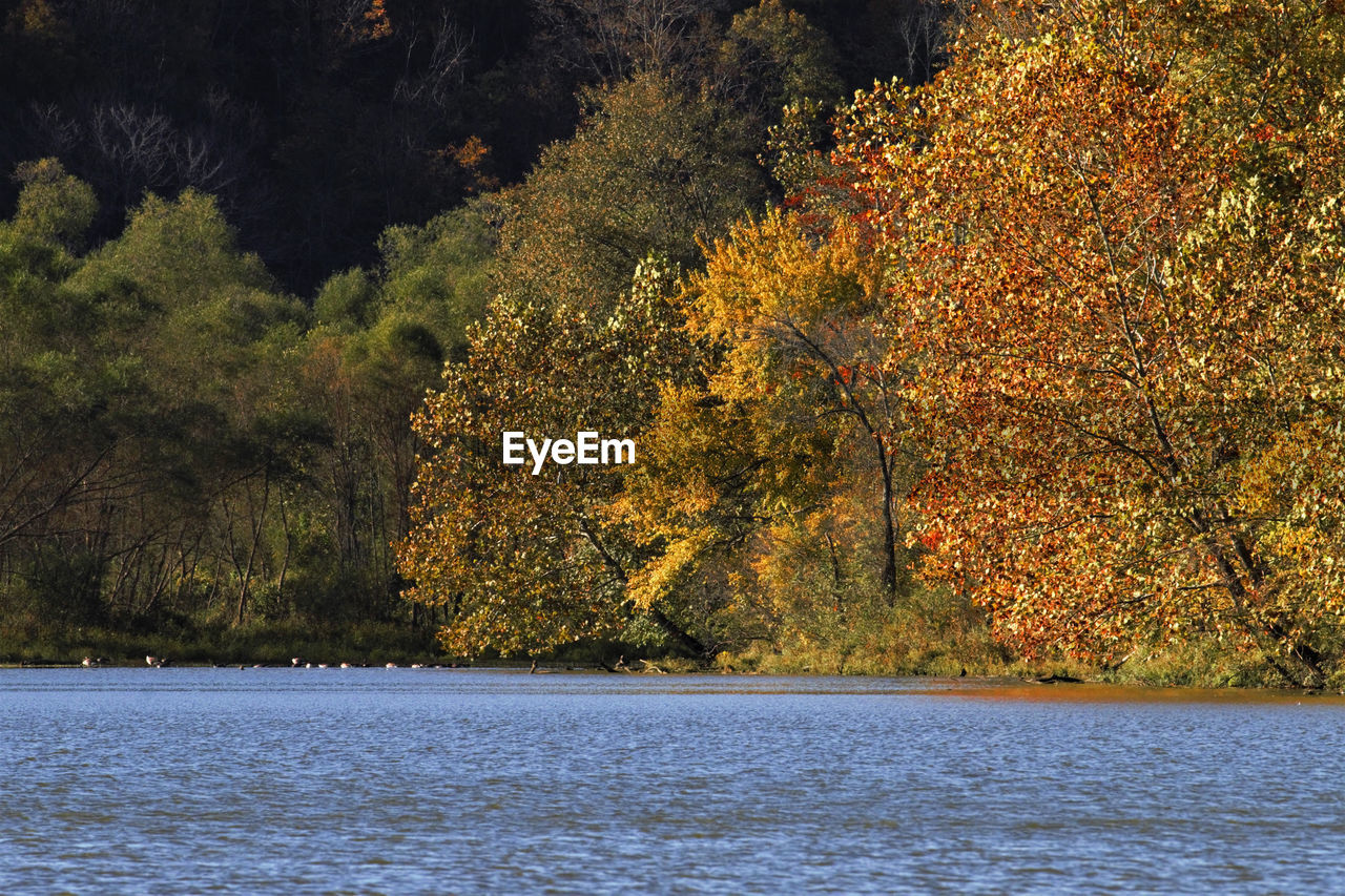 VIEW OF TREE BY LAKE DURING AUTUMN