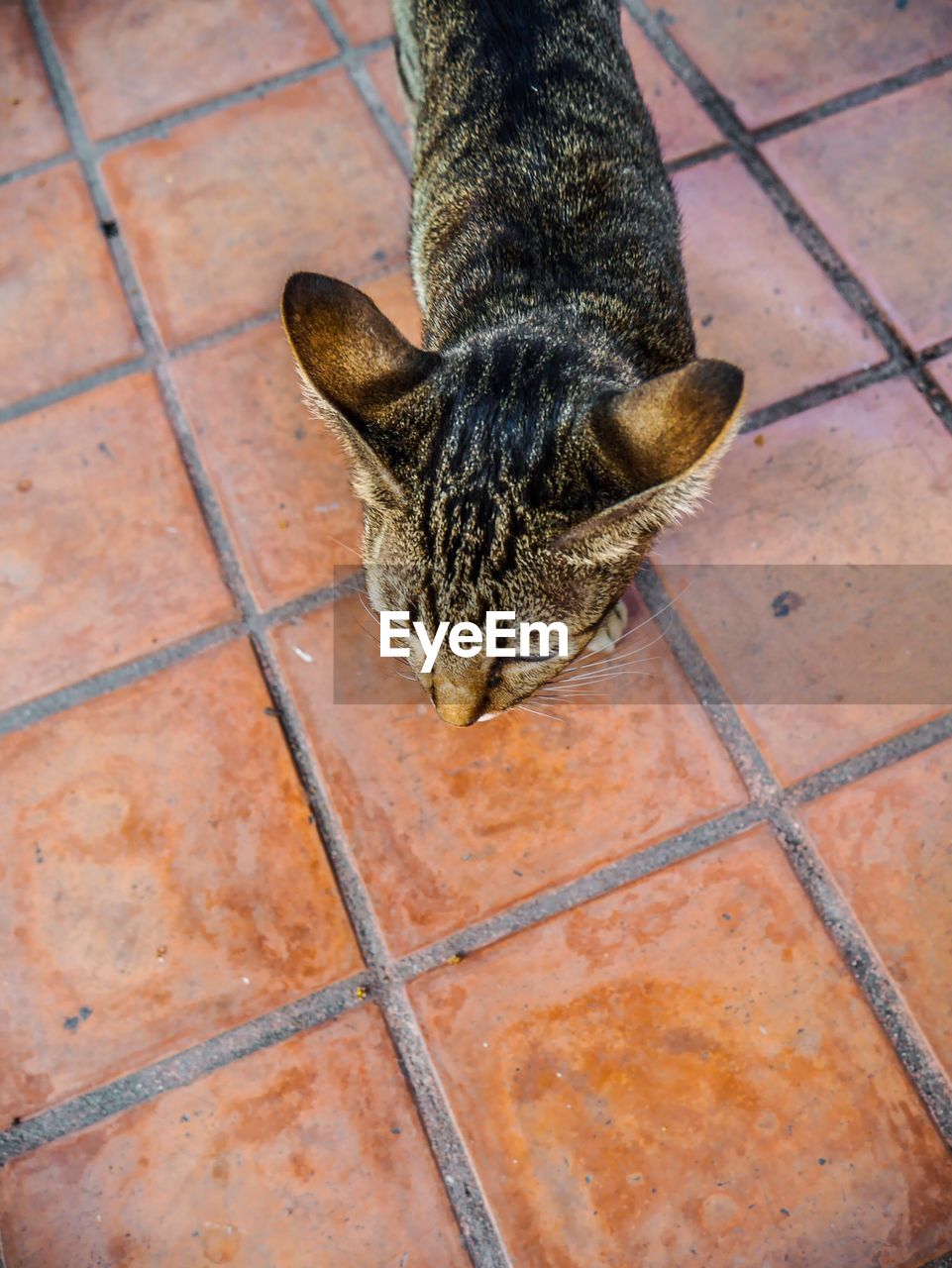 High angle view of cat on floor