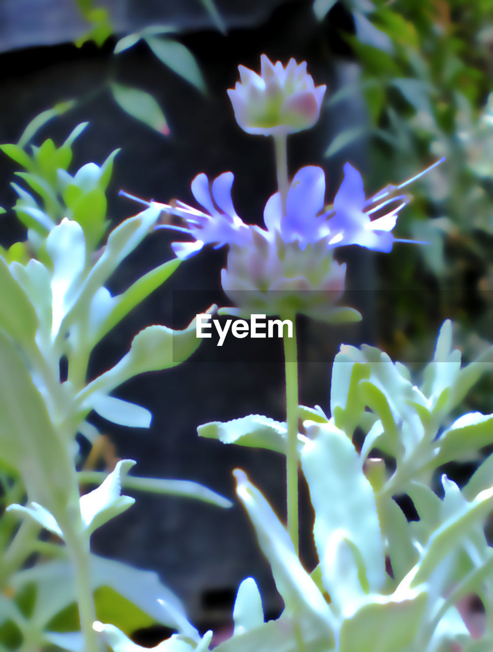 CLOSE-UP OF PURPLE FLOWERS BLOOMING AGAINST SKY