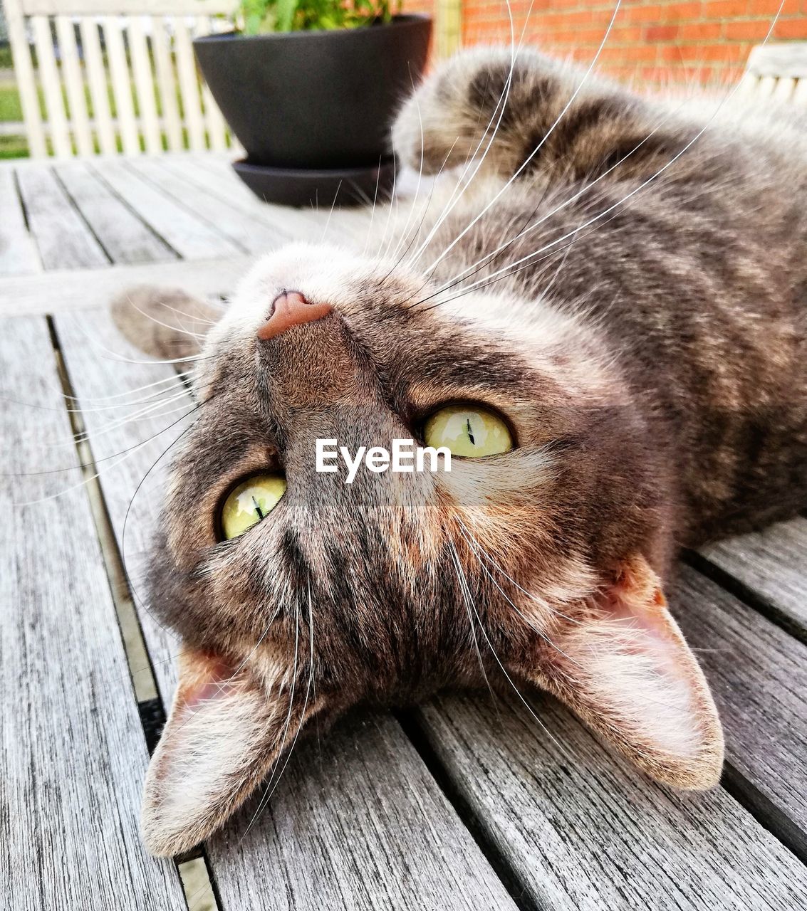 CLOSE-UP PORTRAIT OF A CAT ON WOODEN FLOOR