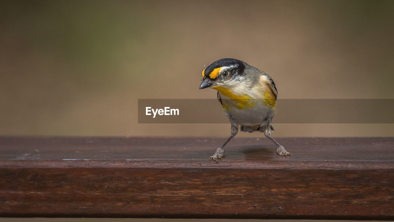 Close-up of bird perching on bench