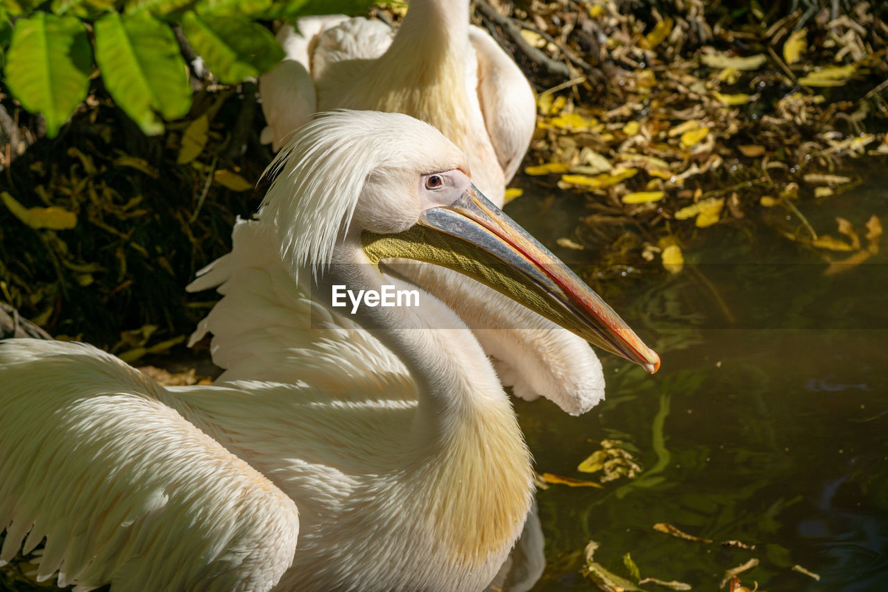 VIEW OF A BIRD IN LAKE