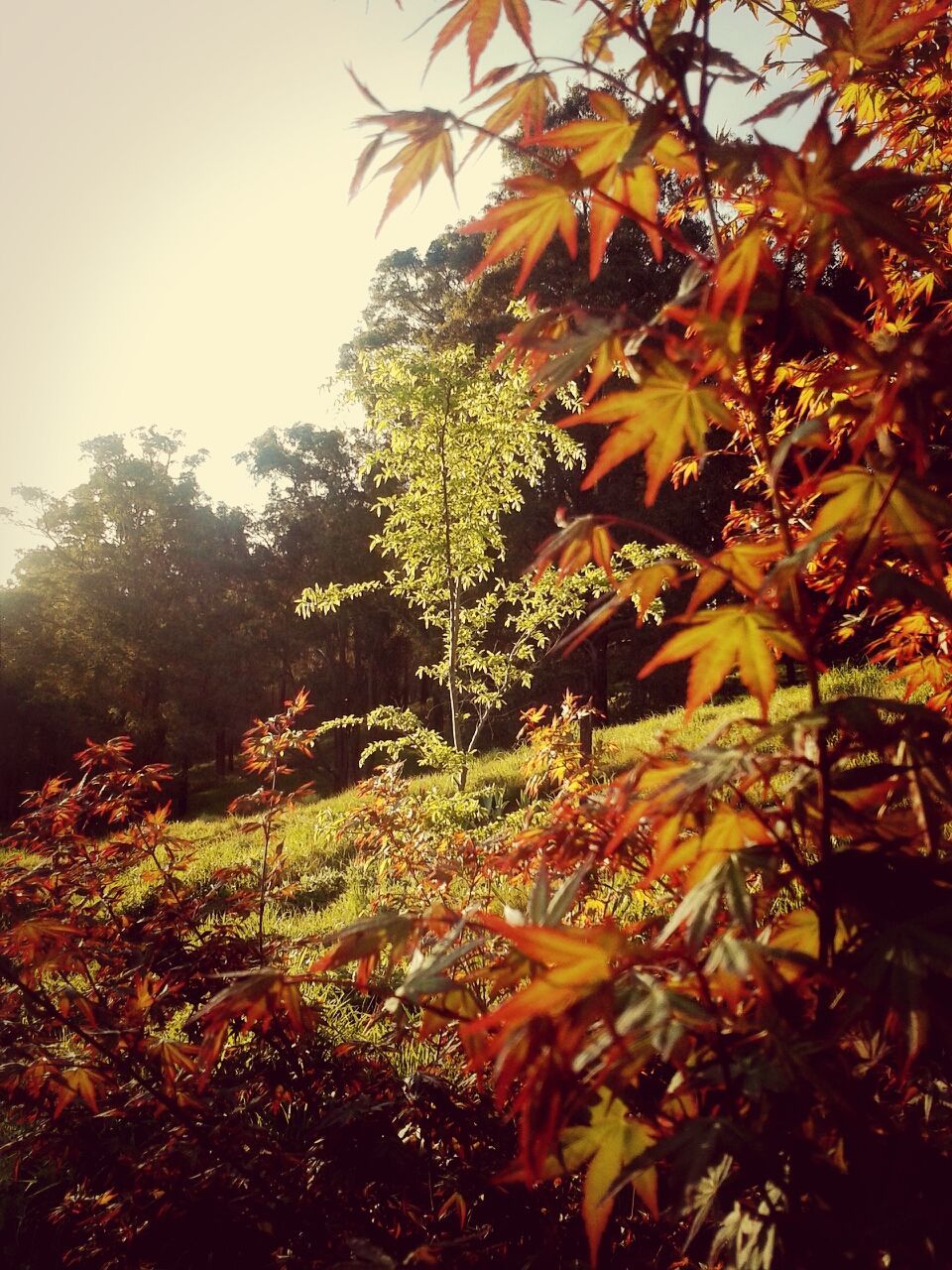 LOW ANGLE VIEW OF TREES AGAINST SKY