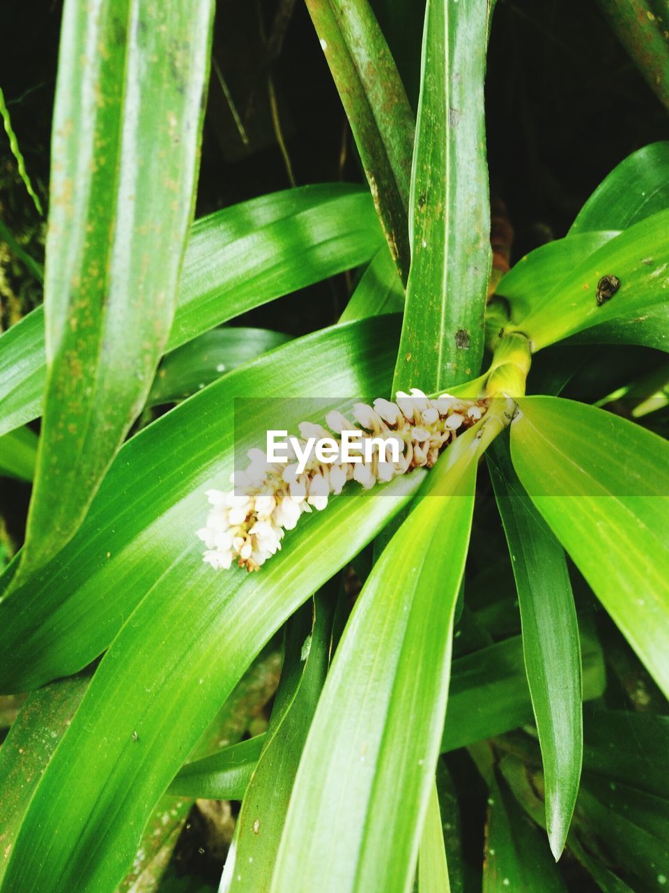 CLOSE UP OF GREEN PLANT