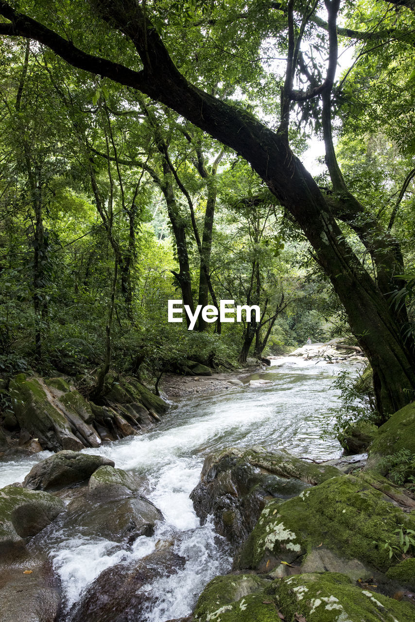 Water stream flowing amidst trees in rainforest