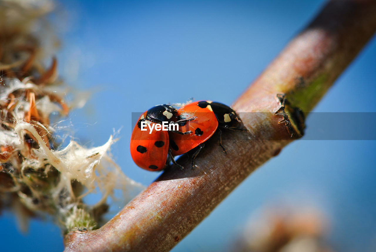 Close-up of ladybugs mating on plant stem against blue sky