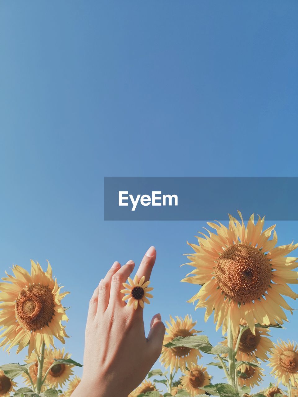 Close-up of hand holding flowering plant against clear sky